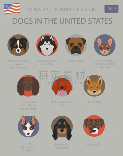 狗,美国,美国狗,宠物,纯种犬,牧羊犬,鼠猎犬,动物,美国比特斗牛犬,猎狐犬