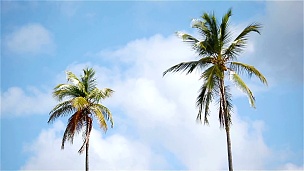 蓝色晴朗天空中的两棵大棕榈树