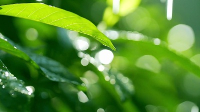   水培系统中的有机水培绿叶莴苣蔬菜种植园。