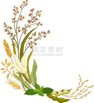 人的耳朵,反差,农业,蔬菜,华丽的,谷物,熟的,豌豆,构图,弯曲