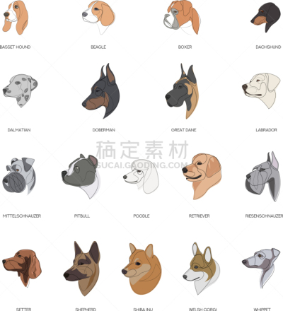 狗,高雅,极简构图,牧羊人,白色,可爱的,非凡的,绘制,布置,收集