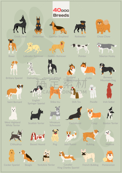 狗,动作,数字40,可爱的,纯种犬,梗犬,家庭,壁纸,小的,布置