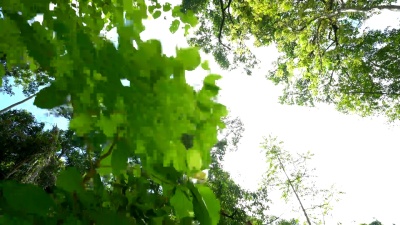   WS推拉镜头拍摄热带雨林镜头耀斑。