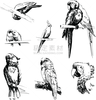 爱情鸟,加科,金刚鹦鹉,鹦鹉,美冠鹦鹉,虎皮鹦鹉,单色调,黑白图片,背景分离,动物