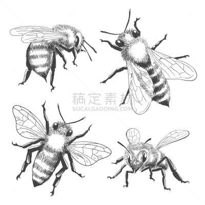 蜜蜂,雕刻图像,背景分离,大黄蜂,复古风格,古典式,动物,草图,乱画,白色