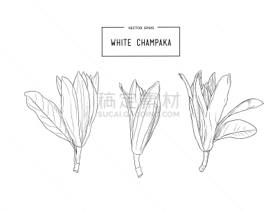 白色,分离着色,亚洲,鸡尾酒,黄色,自然,季节,清新,图像,花朵