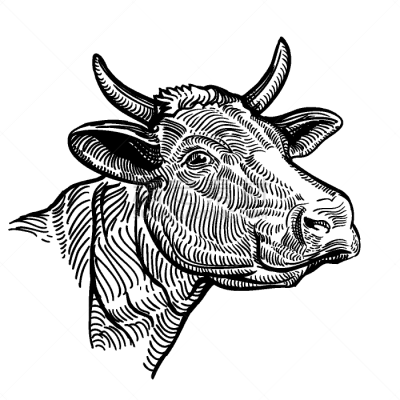 母牛,插画,特写,动物头,农业,纯种犬,哺乳纲,牛,动物,复古