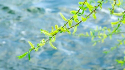 柳枝在水的背景上
