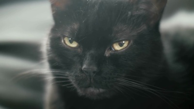 一只黑猫的肖像。
