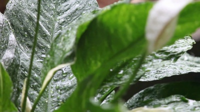 雨落在和平百合叶上