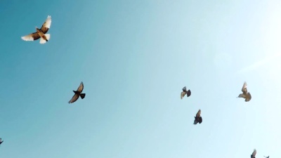 一群鸽子。一群鸟儿顶着天空。慢动作120fps