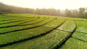  视频拍摄无人机鸟瞰。日出时的稻田。