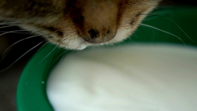 姜猫喝牛奶的镜头特写