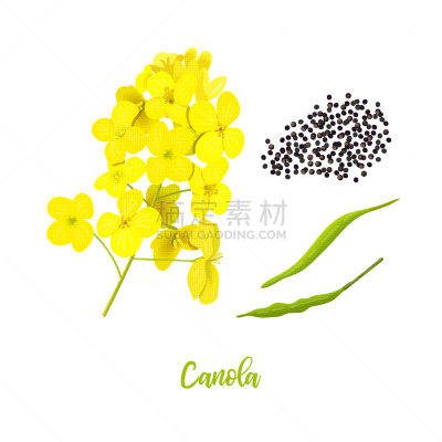 菜籽,油菜花,芸苔,叶子,种子,生物学,农业,生物燃料,成分,花