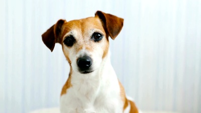 狗杰克·罗素梗犬头像视频片段