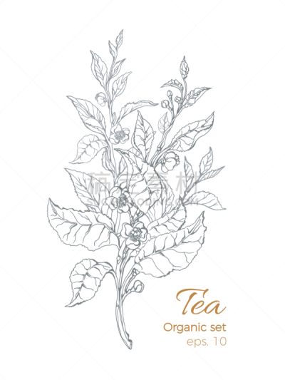自然,花束,茶,饮料,华丽的,植物群,婚礼,调味品,春天,设计