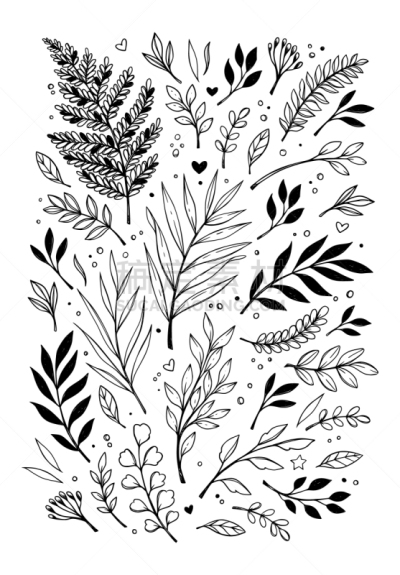 贺卡,春天,绘画插图,蕨类,包装纸,枝,叶子,式样,植物学