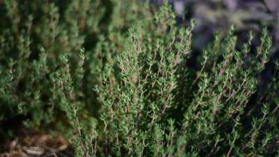 药用植物-百里香，百里香