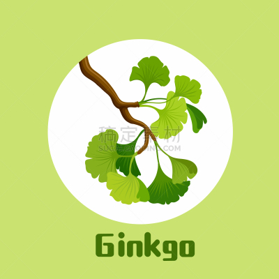 健康保健,银杏,化妆用品,植物,枝,叶子,生物学,清新,自然界的状态,药