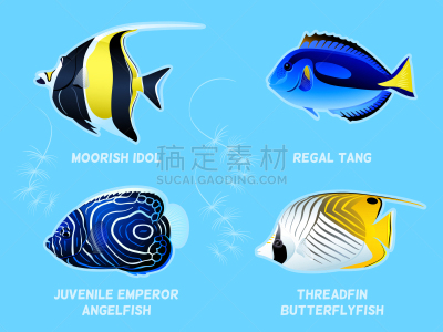 Indopacific Ocean,鱼类,濒危物种,海洋生命,野生动物,自然美,Blue Tang Fish,动物,礁石,泻湖