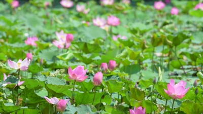 池塘里的粉红色莲花