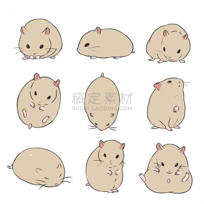 仓鼠,熊,可爱的,宠物,鼠年,图像,哺乳纲,小的,家畜,动物