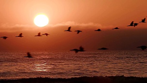 日落时分飞过海面的鸟儿在慢动作中飞翔