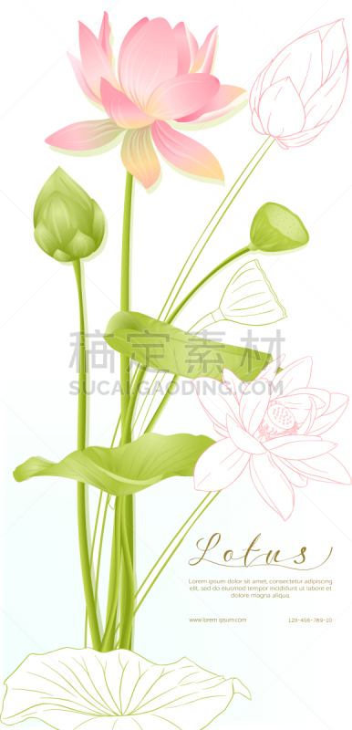 结婚请柬,荷花,模板,华丽的,印度草医学,植物群,婚礼,自然美,春天,莲花