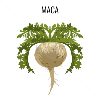 印度草医学,玛咖,分离着色,根部,药草,生物学,素食,健康保健,香料,环境