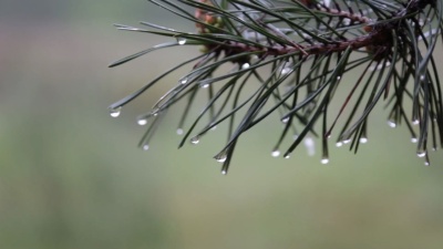 雨点落在松枝上