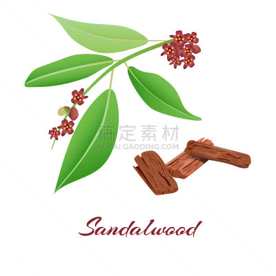 檀香,枝,树皮,健康保健,药,凉鞋,植物群,芳香疗法,精华液,树