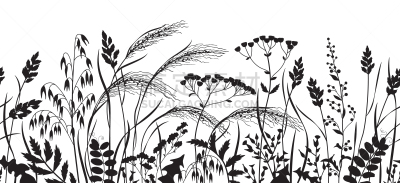 野生植物,国境线,单色调,边框,环境,草,植物,夏天,剪贴画,线条画