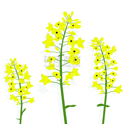 分离着色,芸苔,油菜花,生物学,黄色,有机食品,自然,生物燃料,生物柴油,花
