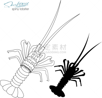 直的,大螯虾,尖利,生物学,螯虾,野生动物,动物,餐馆,品牌名称,剪影