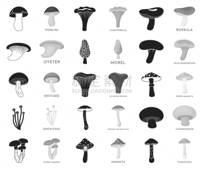 食用菌,有毒生物体,分离着色,Porcini Mushroom,食品,图像,羊肚菌,香菇,蜂蜜,收集