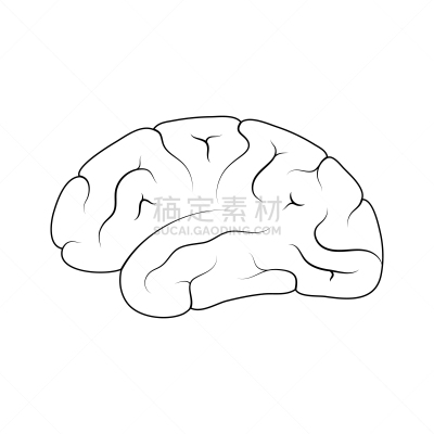 人脑,生理学,生物学,商务,人,半球体,概念,思考,设计
