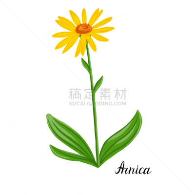 山金车属,植物群,健康保健,顺势医学,环境,植物,草图,乱画,绘制,花