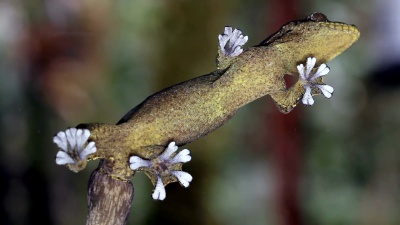 芜菁尾壁虎(Thecadactylus Solimoensis)