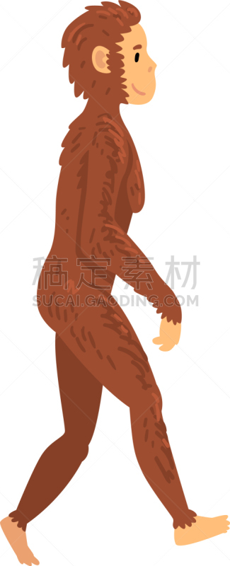 生物学,舞台,直立人,雌性动物,人属,灵长目,猿,哺乳纲,进化,进展