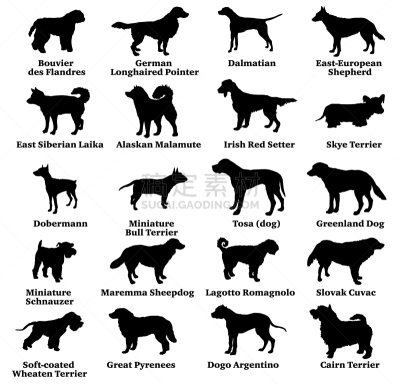 狗,数字8,土佐斗犬,大麦町,莱卡犬,赛特种猎狗,哺乳纲,小的,布置,站