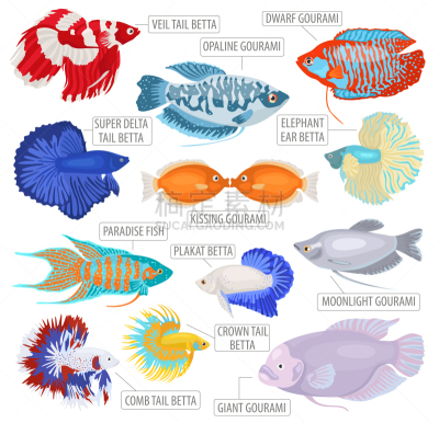 鱼类,淡水,图标集,水族馆,吻鲈,图像,矢量,动物,水,海洋