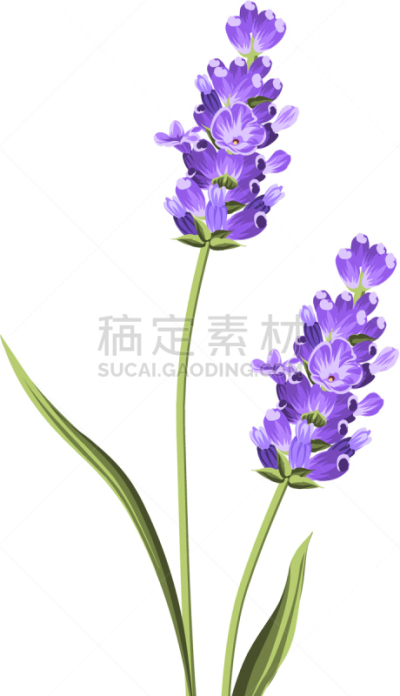 熏衣草,高雅,贺卡,华丽的,华贵,浪漫,婚礼,装饰物,美容,复古