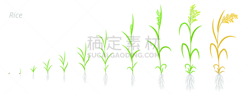 谷类,稻,矢量,信息图表,发展,农作物,农业,谷类食品,未成熟的,生物学