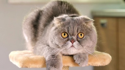 苏格兰折叠猫