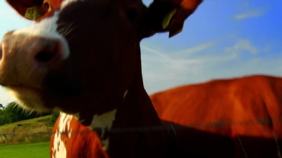 COW