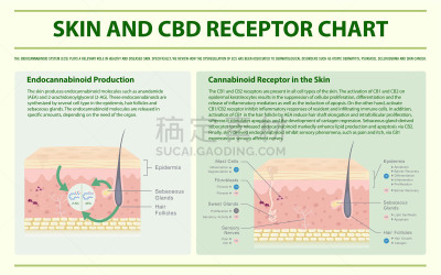 受体,图表,信息图表,皮肤,水平画幅,健康保健,皮炎,心肺系统,脑肿瘤,皮肤病学