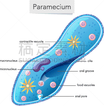草履虫,图表,白色背景,白色,生物学,纤毛,微生物学,有凹槽的,食品,图像