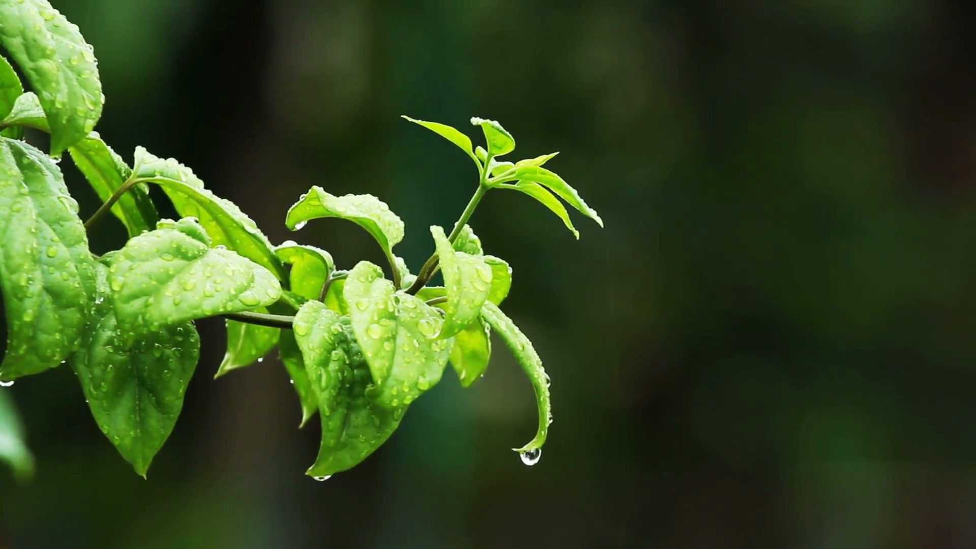 雨后风中的绿色植物，泰国清迈省