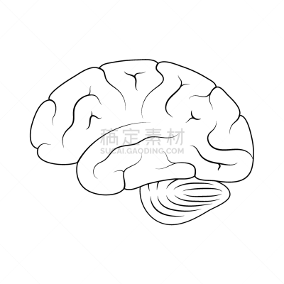 人脑,生理学,生物学,商务,半球体,概念,品牌名称,内分泌系统,思考