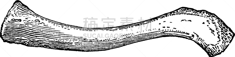 锁骨,白色,矢量,图像,雕刻图像,脊椎动物,黑色,复古
